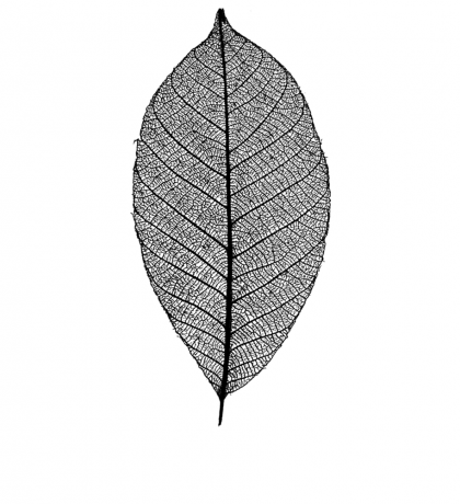 Leaf 10